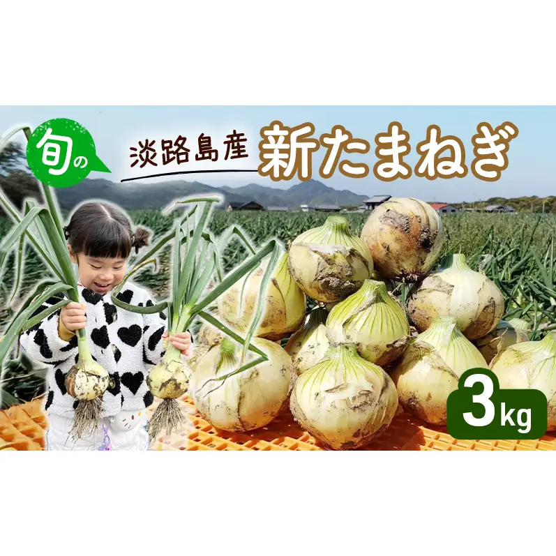 【期間限定】旬の淡路島産 新たまねぎ 3kg  たまねぎ タマネギ 玉葱 野菜 新鮮 旬の野菜 季節の野菜 兵庫県 洲本市 淡路島