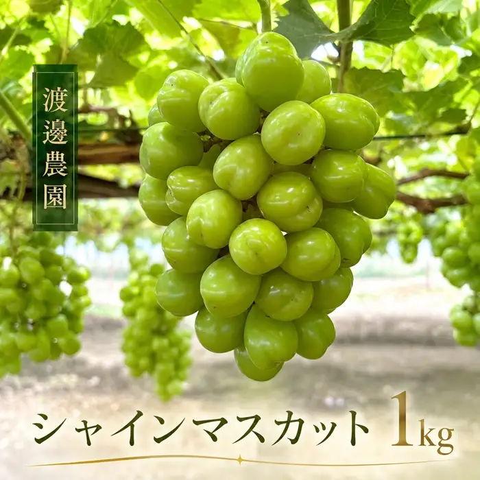 渡邊農園　シャインマスカット約1kg（2房入り）【令和9年8月下旬頃発送！予約受付中】【A-162】