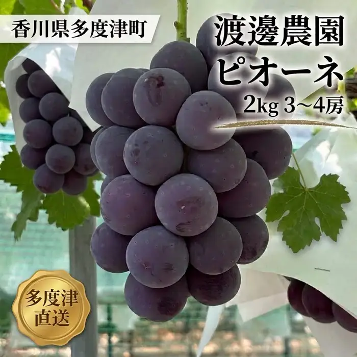 渡邊農園　ピオーネ2kg（3房～4房入り）【令和9年8月中旬頃発送！予約受付中】【B-80】