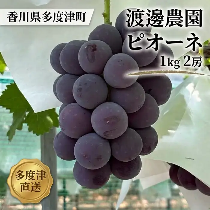 渡邊農園　ピオーネ1kg（2房入り）【令和9年8月中旬頃発送！予約受付中】【A-163】
