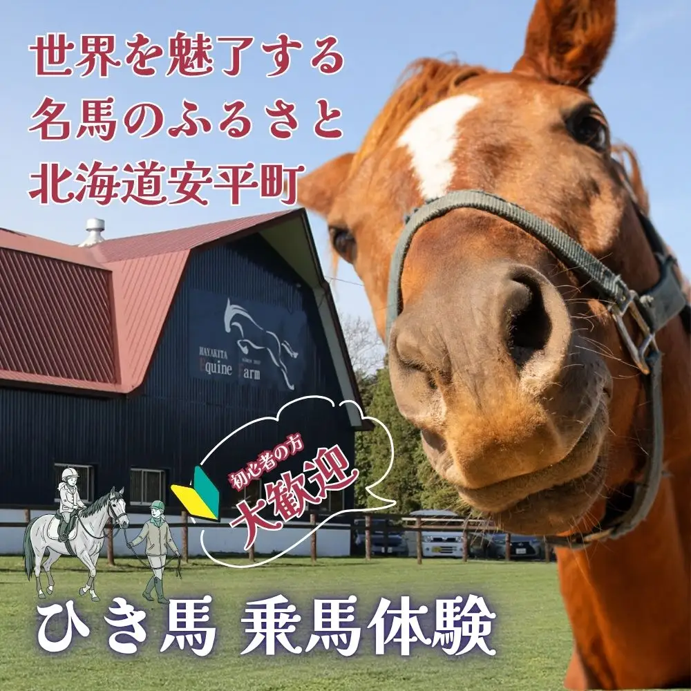 【ふるさと納税】 乗馬体験（ひき馬）1回分 北海道安平町〈早来エクワインファーム〉馬 サラブレッド ポニー 競馬 馬術 体験