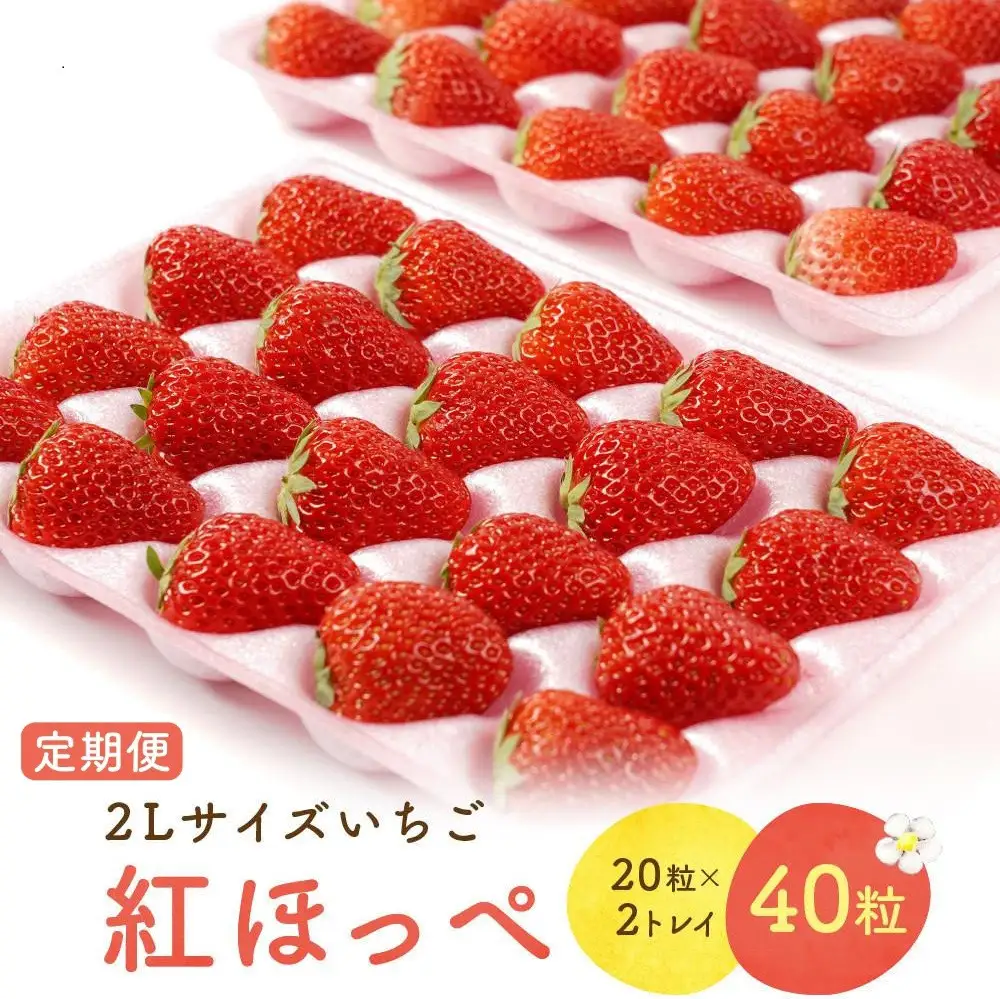 【2027年発送！3か月定期便】2Lサイズ 静岡いちご「紅ほっぺ」40粒　総重量約600ｇ　【20粒（約300ｇ）×2トレイ】 数量限定　人気　リピート多数