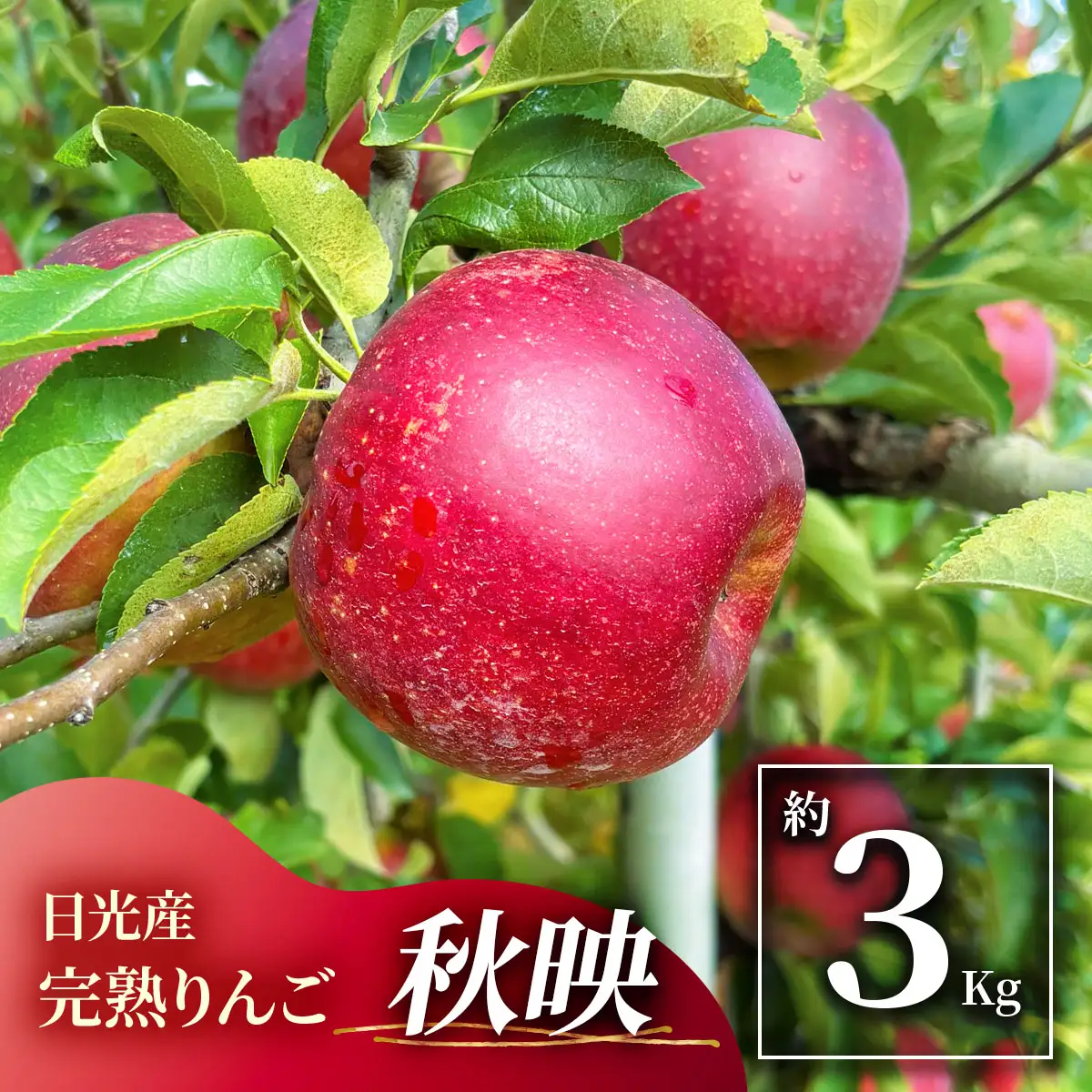 日光産 完熟りんご「秋映」約3kg [1068]