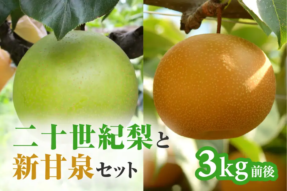 【令和9年産先行予約】二十世紀梨と新甘泉のセット 3kg前後 梨 なし フルーツ 鳥取 高間商店 日野町