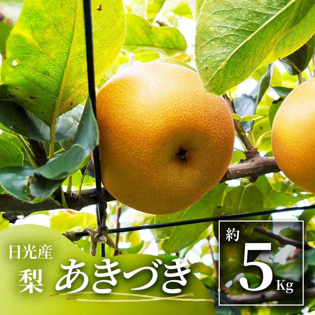日光産 梨 「あきづき」約5kg [1070]