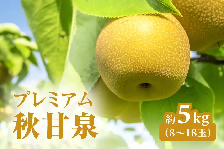 【令和9年産先行予約】プレミアム秋甘泉（あきかんせん） 5kg前後(8～18玉前後) 梨 なし 果物 高間商店 日野町