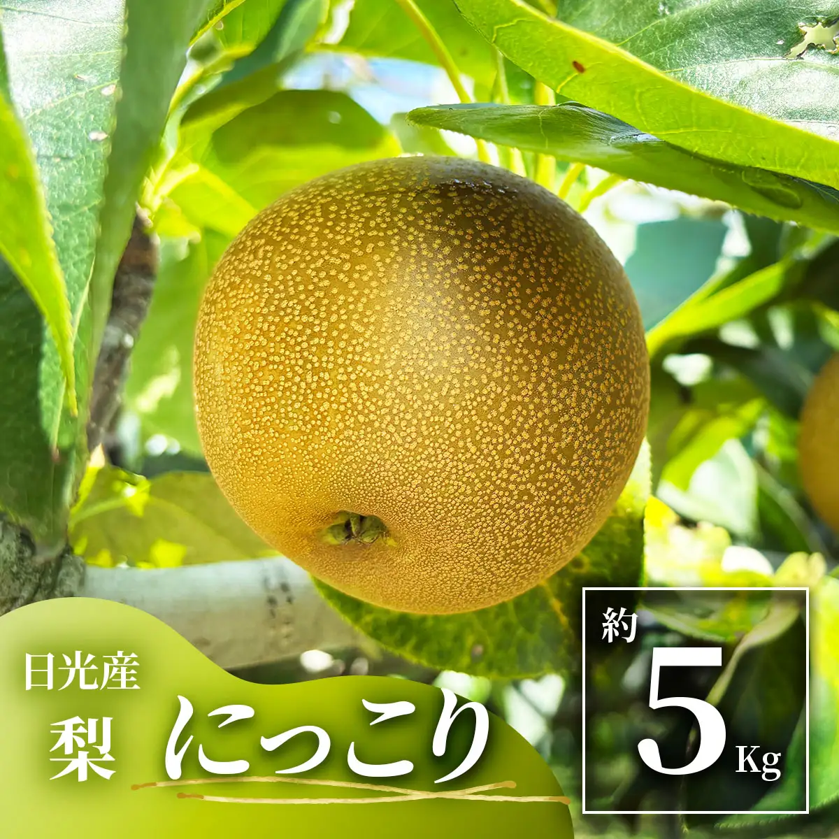 日光産 梨「にっこり」約5kg [1071]