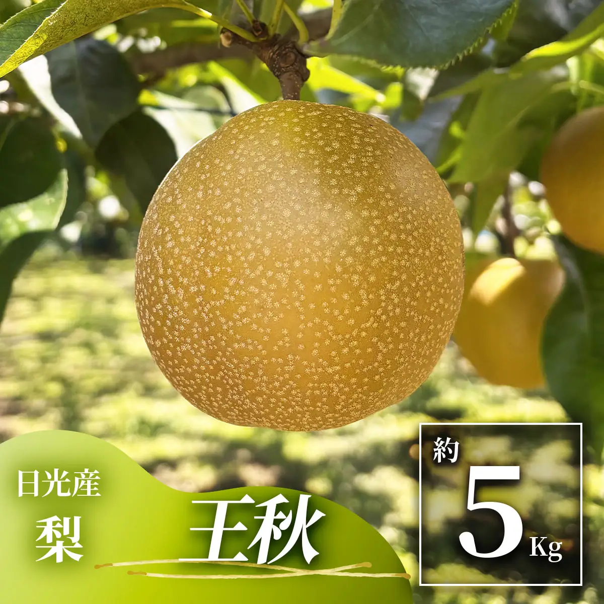 日光産 梨「王秋 (おうしゅう)」約5kg [1072]