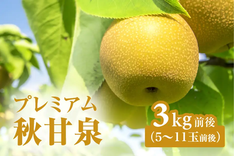 【令和9年産先行予約】プレミアム秋甘泉（あきかんせん） 3kg前後(5～11玉前後) 梨 なし 果物 高間商店 日野町