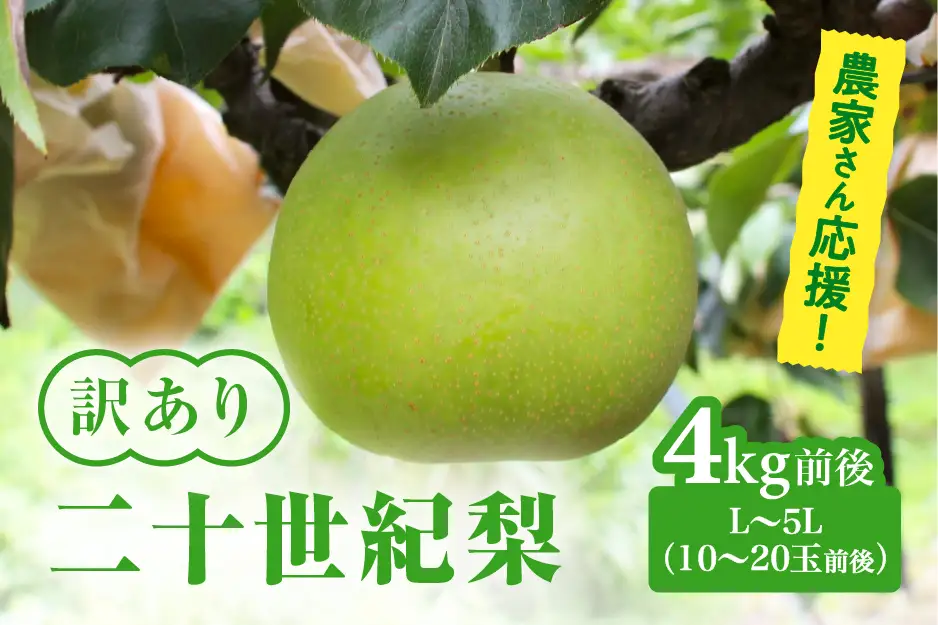 【令和9年産先行予約】農家さん応援 訳あり 二十世紀梨 L～5L 4kg前後(10～20玉前後) 梨 なし フルーツ 鳥取 高間商店 日野町