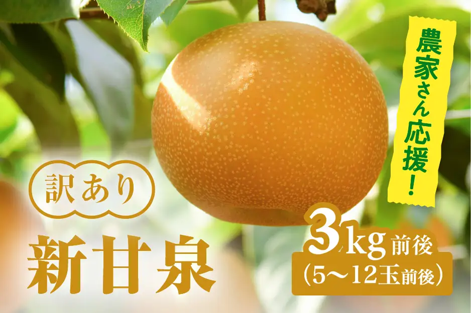 【令和9年産先行予約】農家さん応援！ 訳あり 新甘泉（しんかんせん） 3kg前後(5～12玉前後) 梨 なし フルーツ 鳥取 高間商店 日野町