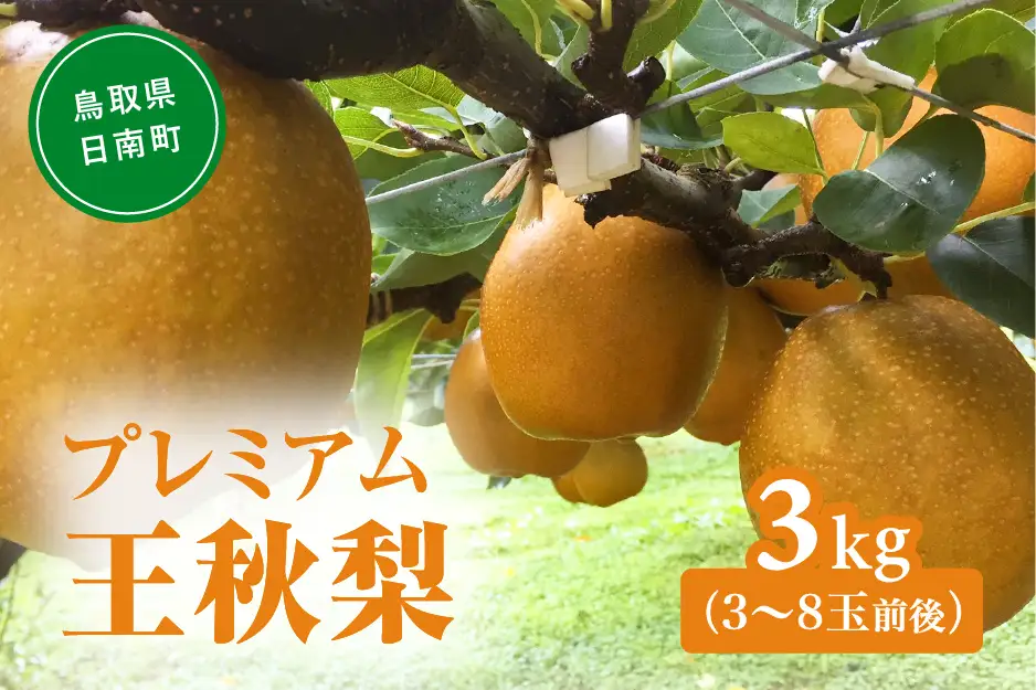 プレミアム王秋梨 3kg(3～8玉前後) 梨 なし 果物 フルーツ 日南町 高間商店