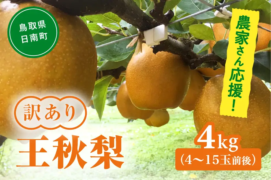 農家さん応援！訳あり 王秋梨 4kg(4～15玉前後) 梨 なし 果物 フルーツ 日南町 高間商店