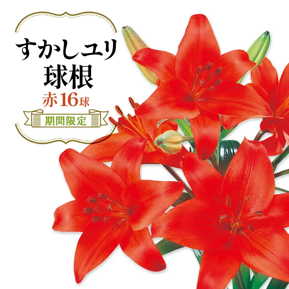 【期間限定】ユリ球根 すかしユリ 赤花16球 赤花品種 花 フラワー 園芸 ガーデニング 植物 高品質 送料無料
