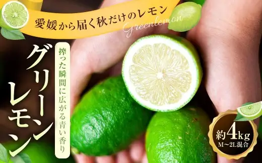 【 搾った瞬間に広がる青い香り 】 グリーンレモン 約4kg 皮まで使える 料理 調理 国産 フルーツ 果物 国産レモン 【 2026年9月下旬-11月下旬発送予定 】  ( 1174-1 )