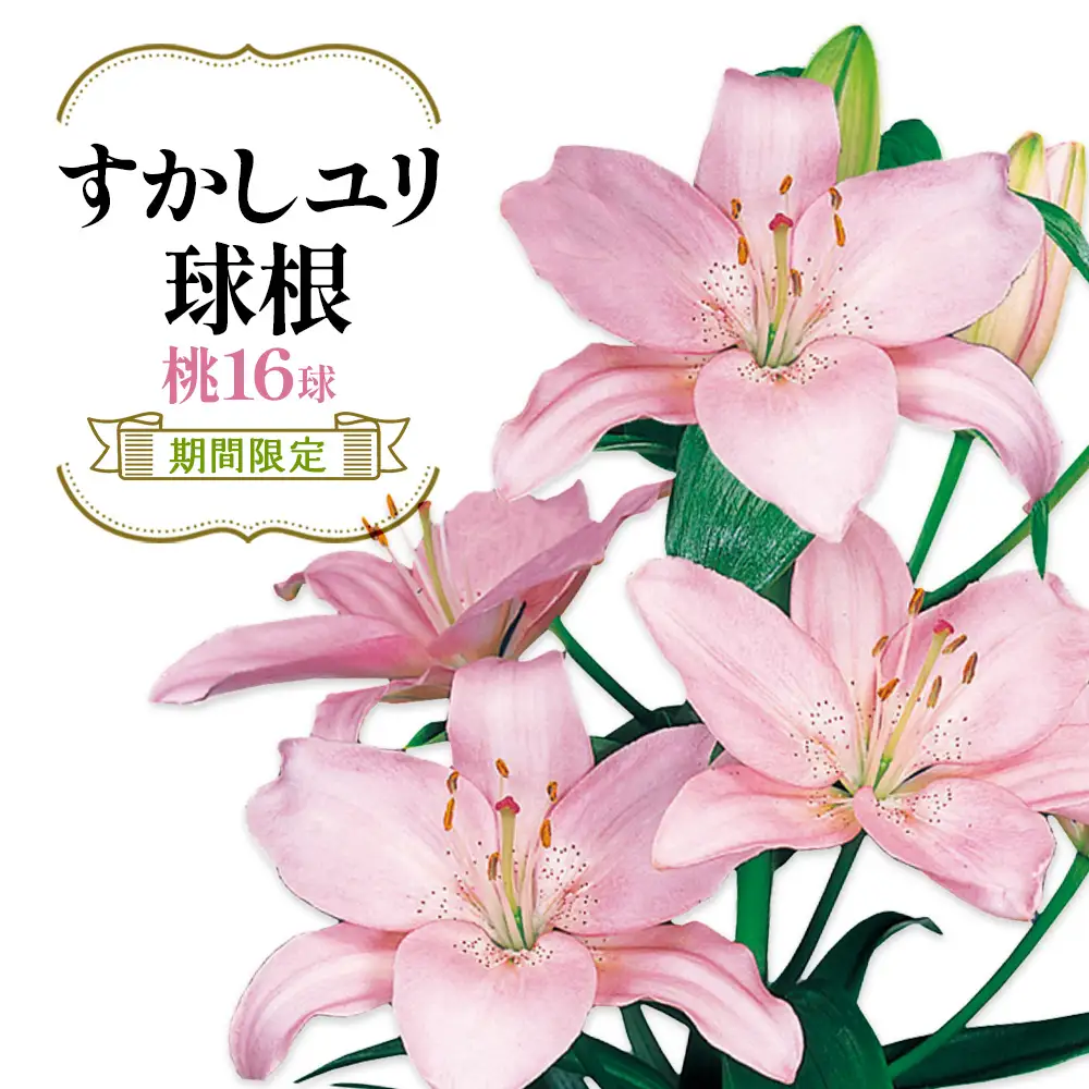 【期間限定】ユリ球根 すかしユリ 桃花16球 桃花品種 花 フラワー 園芸 ガーデニング 植物 高品質 送料無料