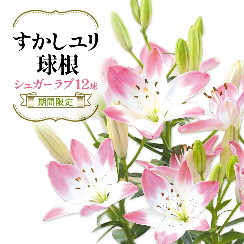 【期間限定】ユリ球根 すかしユリ シュガーラブ 12球  花 フラワー 園芸 ガーデニング 植物 高品質 送料無料
