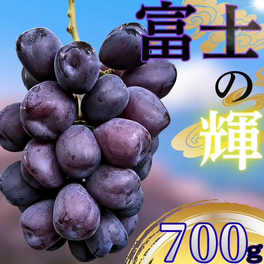 朝日町産 ぶどう 「富士の輝」700g特秀品 2026年産 農家直送 山形県