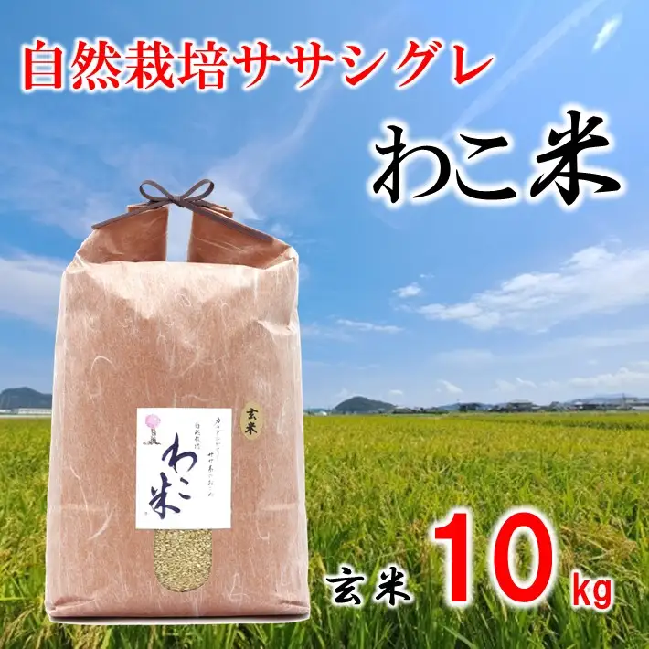 新米先行予約 玄米 ササシグレ 10kg 令和8年産 石川県米 玄米 【わこ菜園】WS002_r8