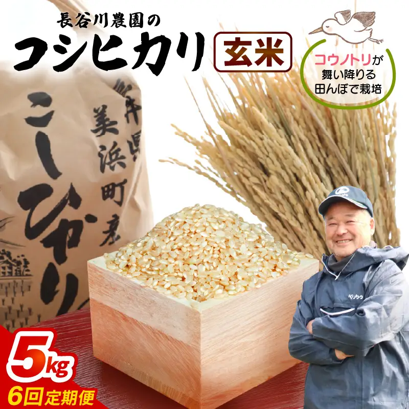 【玄米】定期便 ≪6ヶ月連続お届け≫コシヒカリ 令和8年産 玄米 5kg × 6回 (計30kg) 【長谷川農園】 [m22-f005]