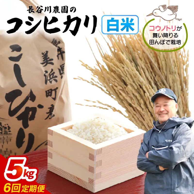 【白米】定期便 ≪6ヶ月連続お届け≫コシヒカリ 令和8年産 白米 5kg × 6回 (計30kg) 【長谷川農園】 [m22-g001]