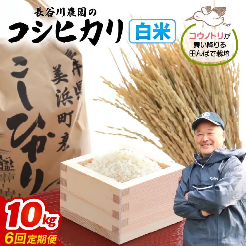 【白米】定期便 ≪6ヶ月連続お届け≫コシヒカリ 令和8年産 白米 10kg × 6回 (計60kg) 【長谷川農園】 [m22-l001]