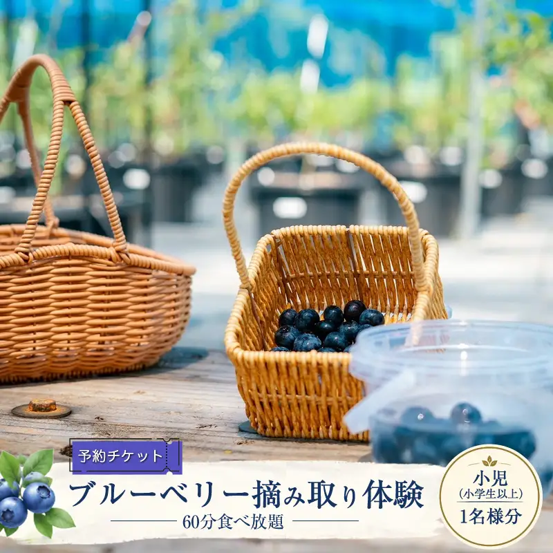 【2027年5月上旬～7月上旬発送予定】【予約チケット】ブルーベリー摘み取り体験（60分食べ放題）小児（小学生以上）1名様分【 神奈川県 大磯町 】