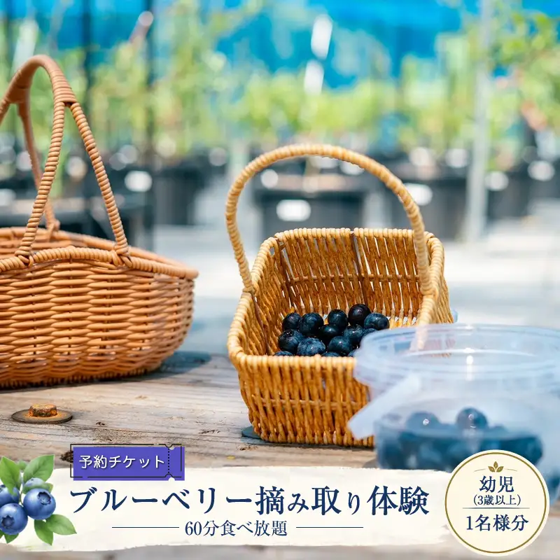 【2027年5月上旬～7月上旬発送予定】【予約チケット】ブルーベリー摘み取り体験（60分食べ放題）幼児（3歳以上）1名様分【 神奈川県 大磯町 】
