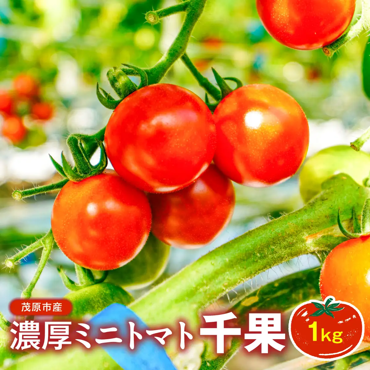濃厚ミニトマト1kg千果 MBBG001
