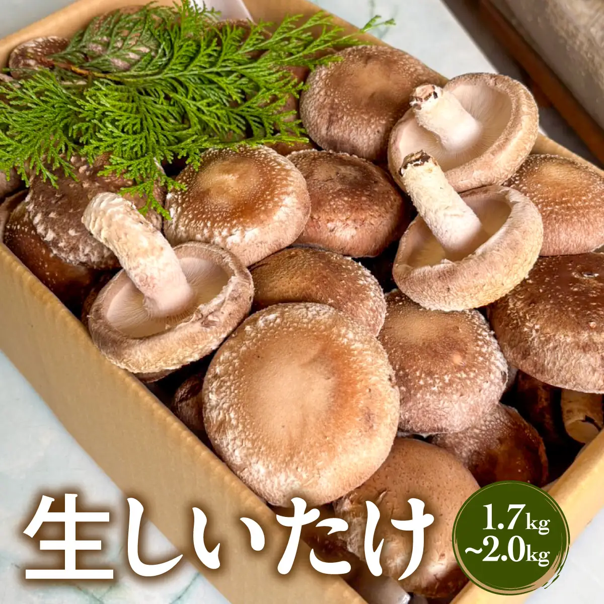 生しいたけ 1.7kg～2.0kg　MBBJ001