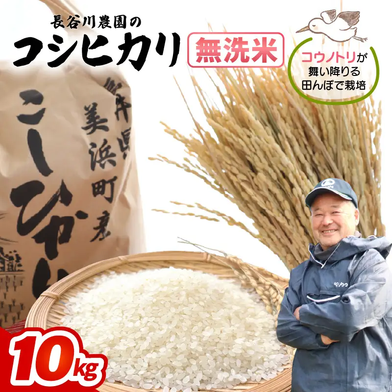 【無洗米】10kg コシヒカリ 令和8年産 無洗米【長谷川農園】 [m22-b004]