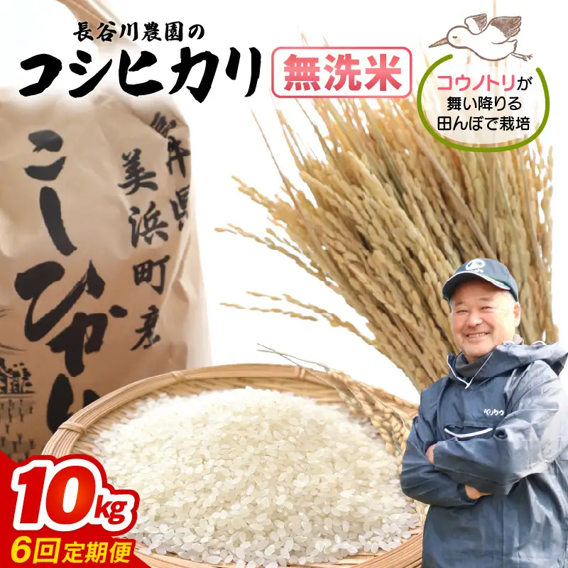 【無洗米】定期便 ≪6ヶ月連続お届け≫コシヒカリ 令和8年産 無洗米 10kg × 6回 (計60kg) 【長谷川農園】 [m22-l002]