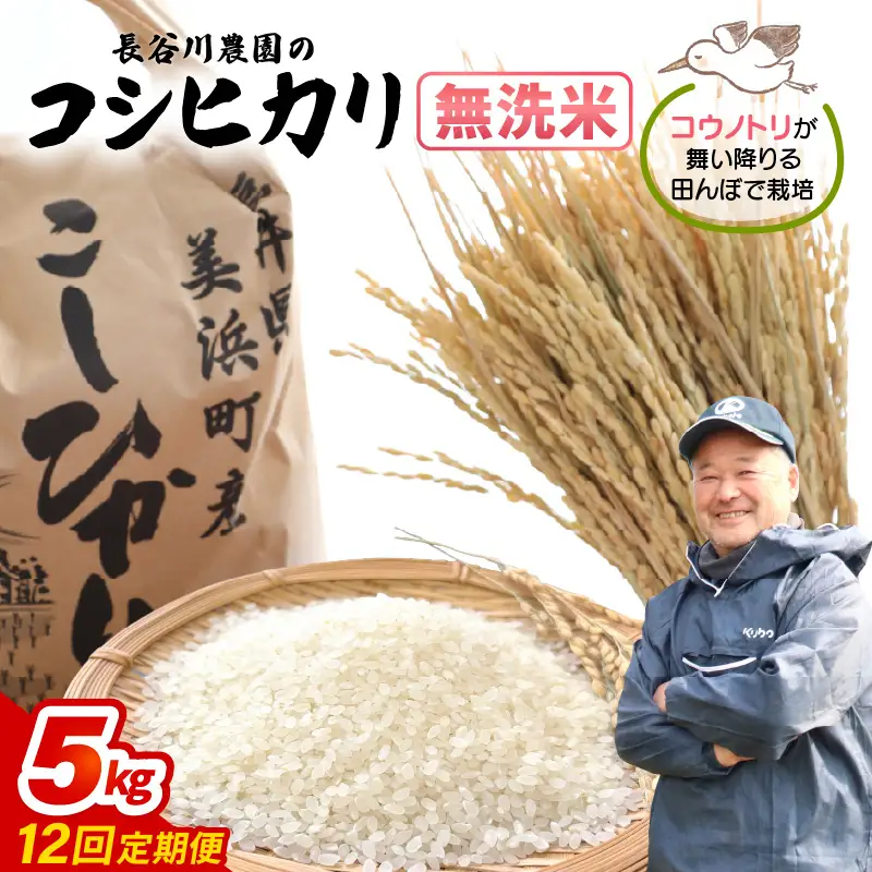 【無洗米】定期便 ≪12ヶ月連続お届け≫コシヒカリ 令和8年産 無洗米 5kg × 12回 (計60kg) 【長谷川農園】 [m22-l003]