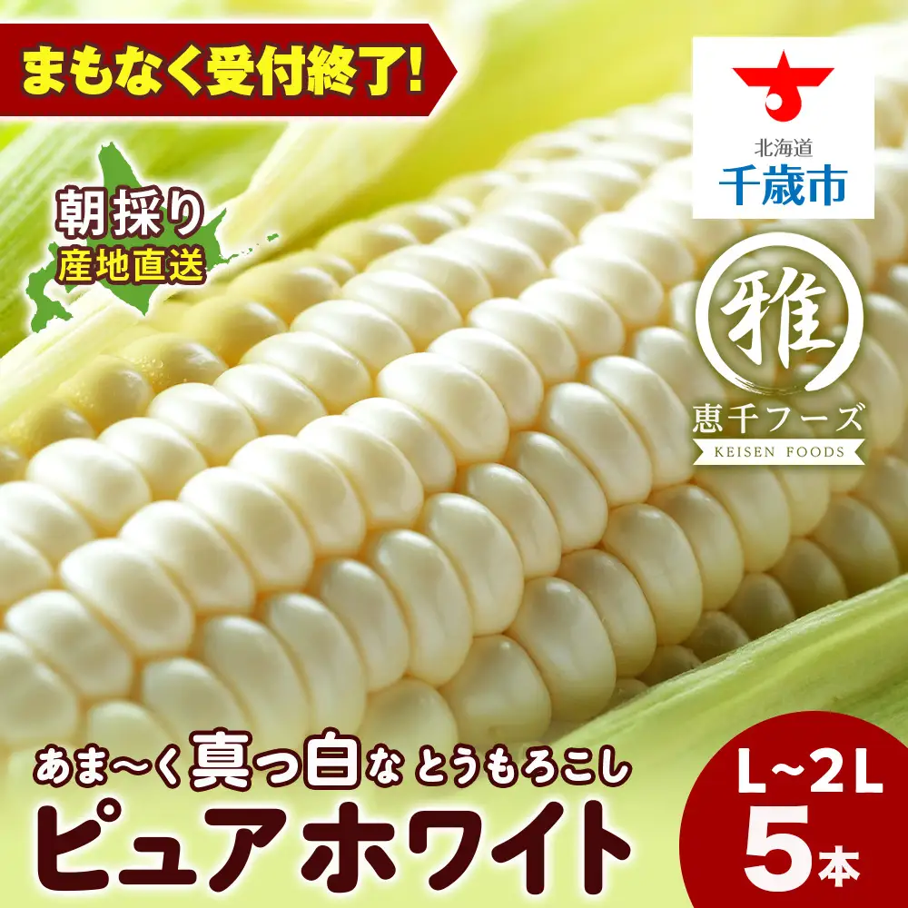 白いとうもろこし ピュアホワイト L~2L 5本