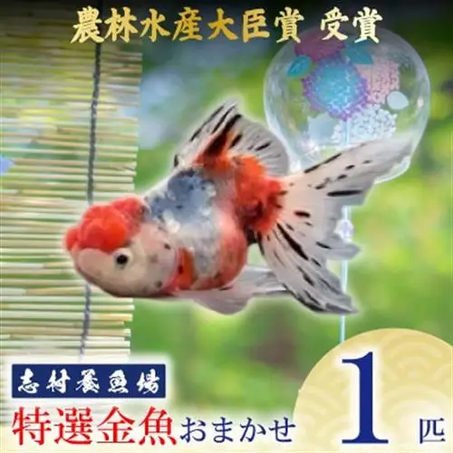 農林水産大臣賞受賞!特選金魚おまかせ1匹　志村養魚場産(埼玉県坂戸市)【1777035】