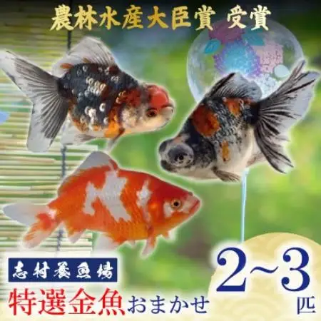 農林水産大臣賞受賞!特選金魚おまかせ2～3匹　志村養魚場産(埼玉県坂戸市)【1777037】