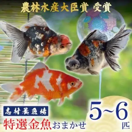 農林水産大臣賞受賞!特選金魚おまかせ5～6匹　志村養魚場産(埼玉県坂戸市)【1777038】