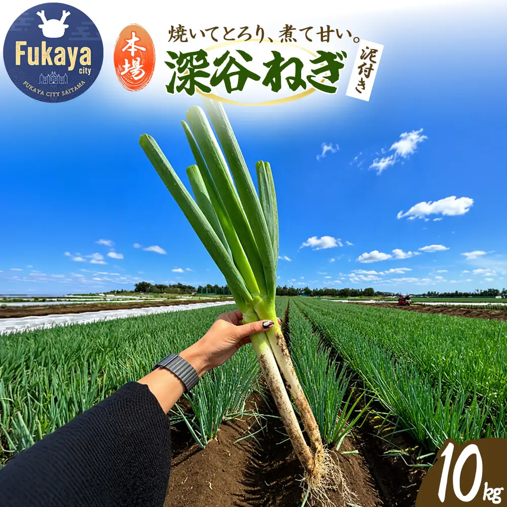 深谷ネギ　10kg　【11218-1076】