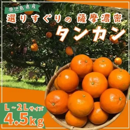【2027年2月中旬頃より順次発送】選りすぐり薩摩濃密タンカン 4.5kg【1784711】