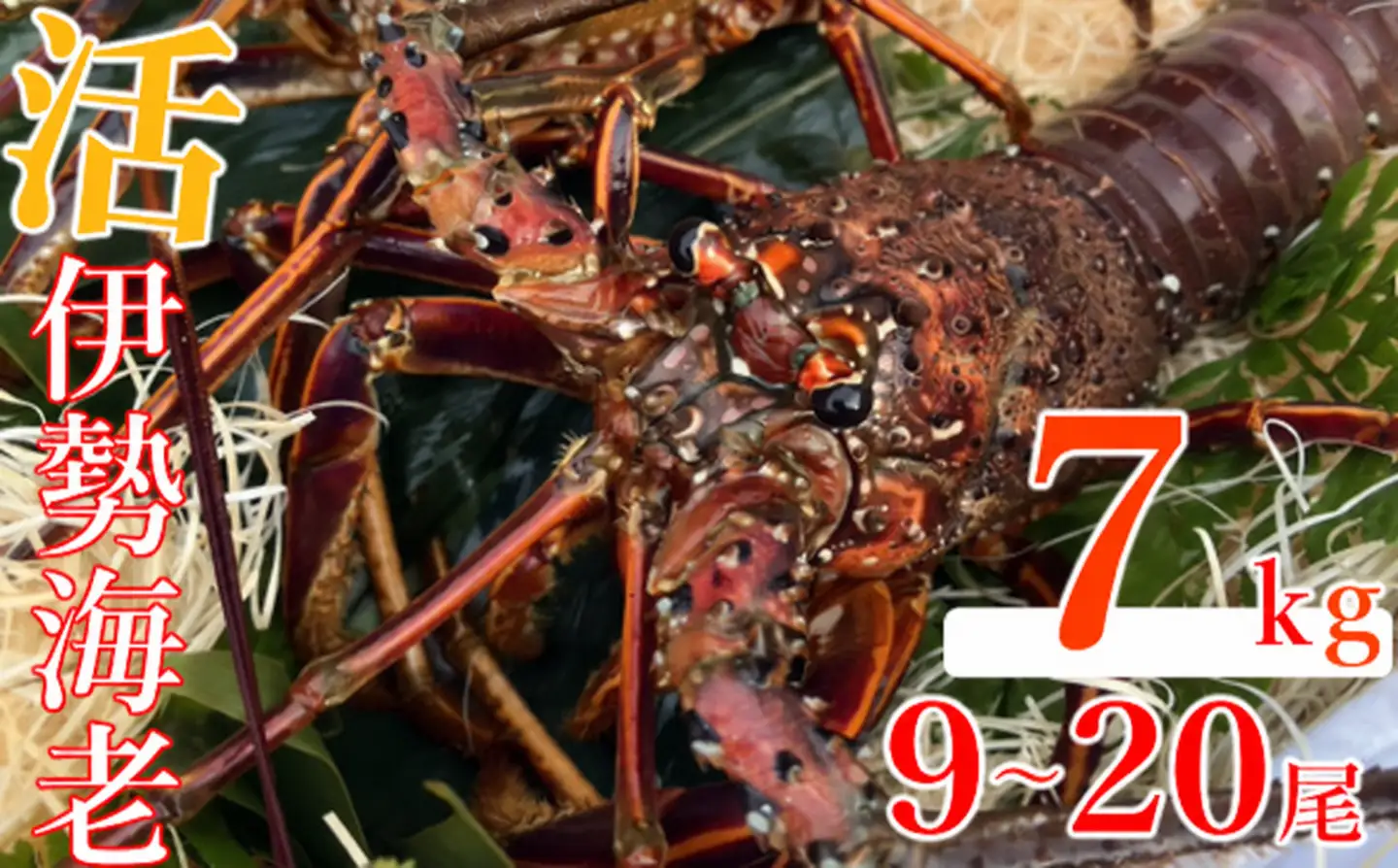 【 伊勢海老 】 天然 伊勢海老 7kg いせえび