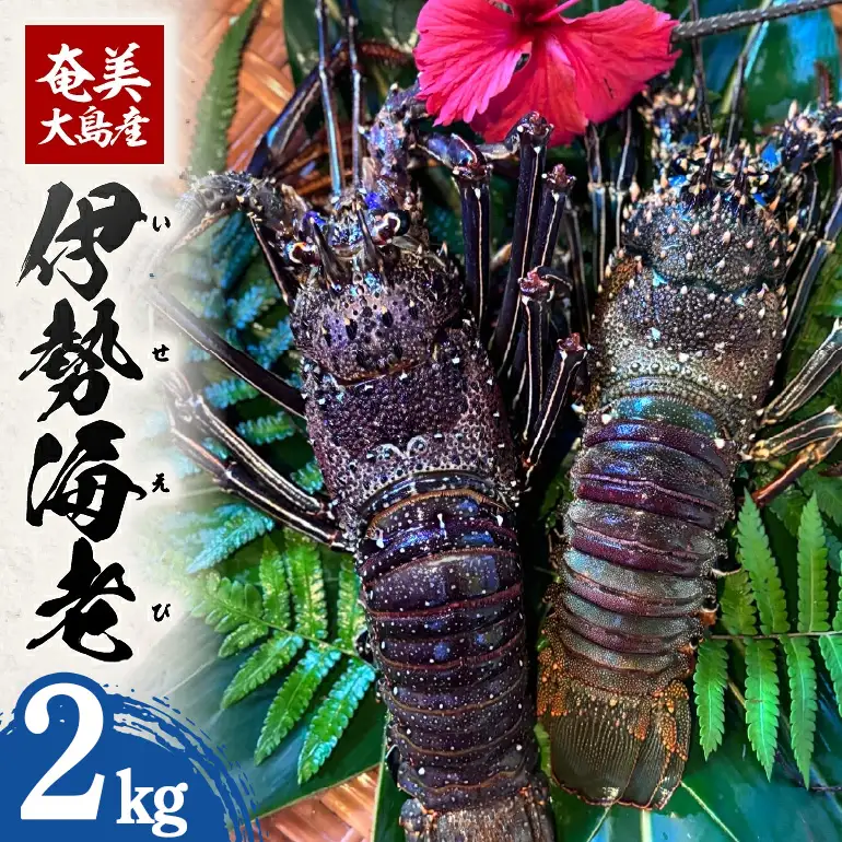 奄美大島産 伊勢海老 2kg A150-002