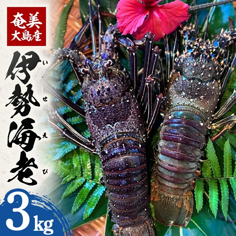 奄美大島産 伊勢海老 3kg A150-003