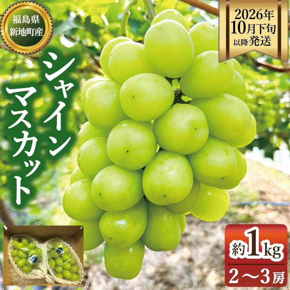 【2026年10月下旬以降順次発送】福島県 新地町産 シャインマスカット1kg(2～3房) | 果物 くだもの ぶどう 葡萄 ブドウ フルーツ 旬 産地直送 農家直送 人気 おすすめ 送料無料 お取り寄せ 種無し訳あり わけあり