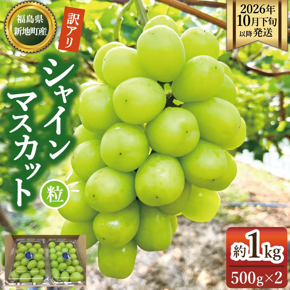 【2026年10月下旬以降順次発送】福島県 新地町産 シャインマスカット1kg 家庭用 (500g×2p) | 粒売り 果物 くだもの ぶどう 葡萄 ブドウ フルーツ 旬 産地直送 農家直送 人気 おすすめ 送料無料 お取り寄せ 種無し訳あり わけあり