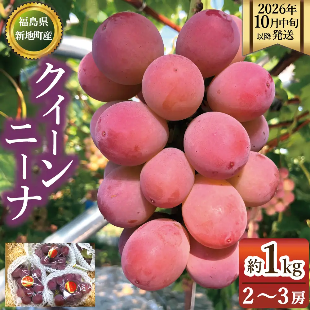【2026年10月中旬以降順次発送】福島県 新地町産 クイーンニーナ1kg（2～3房）|果物 くだもの ぶどう 葡萄 ブドウ フルーツ 旬 産地直送 農家直送 人気 おすすめ 送料無料 お取り寄せ 種無し訳あり わけあり