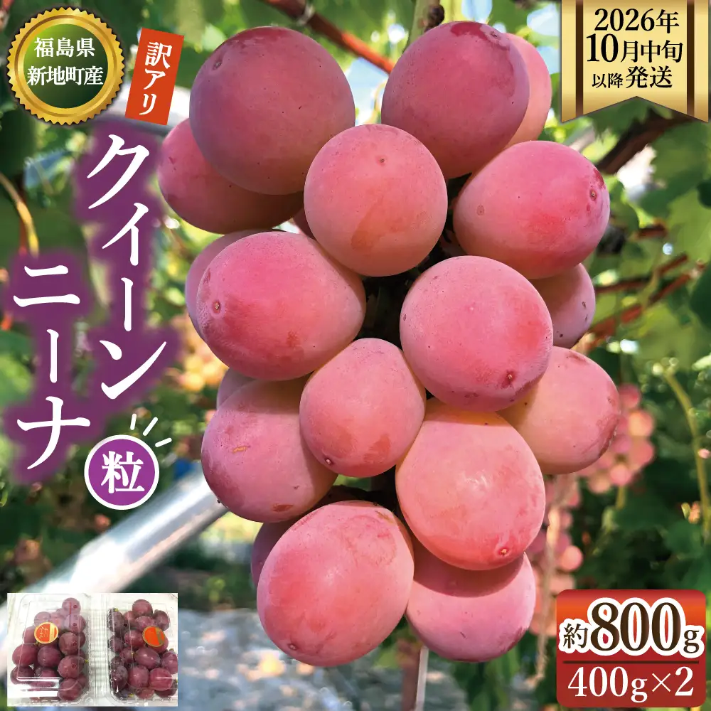 【2026年10月中旬以降順次発送】福島県 新地町産 クイーンニーナ 800g 家庭用(400g×2p) | 粒売り 果物 くだもの ぶどう 葡萄 ブドウ フルーツ 旬 産地直送 農家直送 人気 おすすめ 送料無料 お取り寄せ 種無し訳あり わけあり