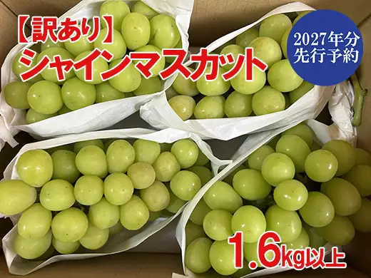 【2027年発送分 先行予約】【訳あり】シャインマスカット  1.6kg以上 (2～5房) 【8月下旬以降発送予定】 訳アリ 訳あり品 シャイン マスカット ぶどう ブドウ 葡萄 徳用 家庭用 ご家庭用 旬 新鮮 くだもの 果物 フルーツ 山梨 やまなし 富士川町