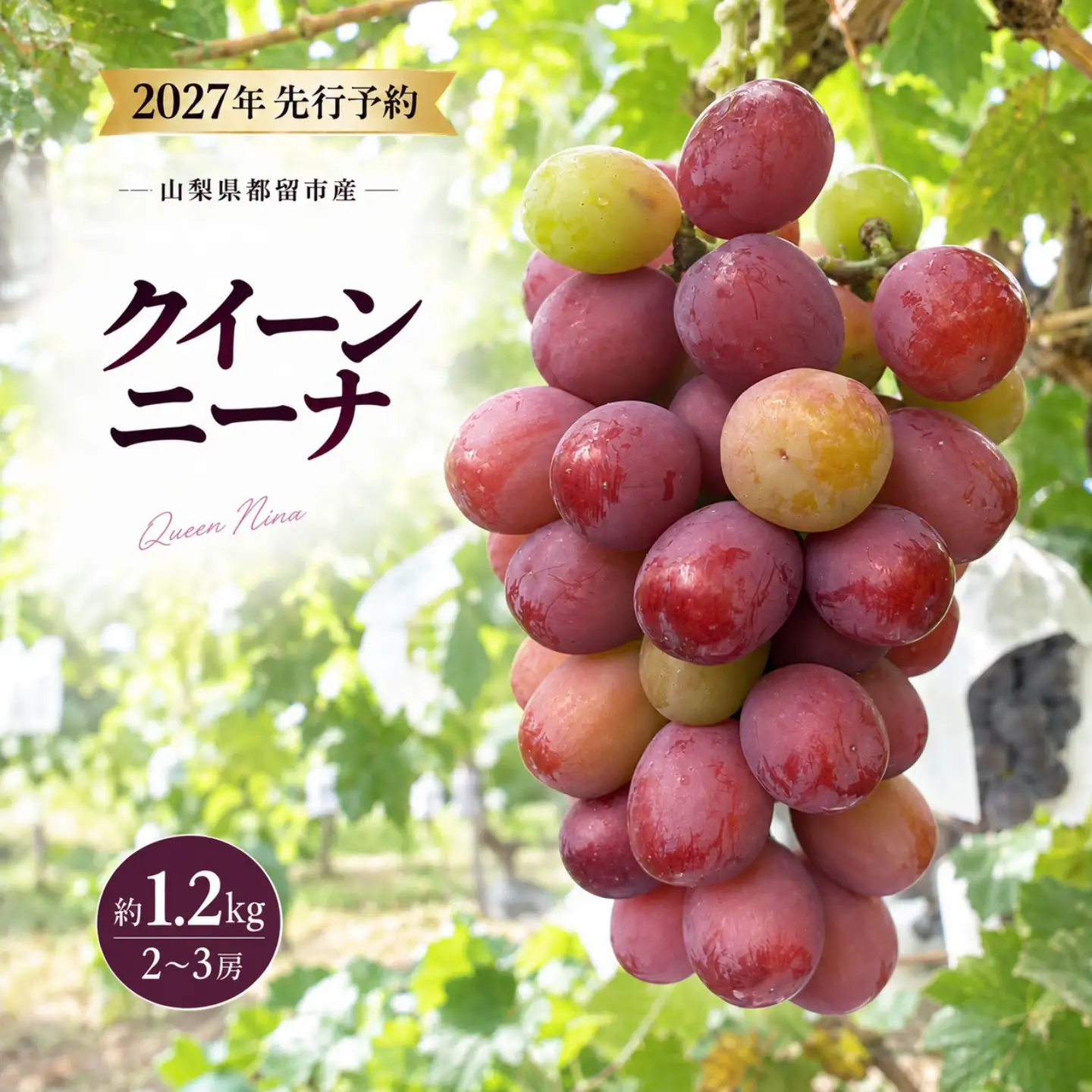 【2027年 先行予約】 山梨県 都留市産  ぶどう クイーンニーナ