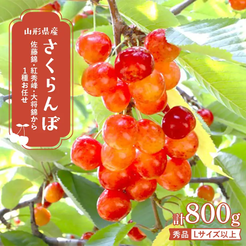 【2027年先行予約】山形県産さくらんぼ（佐藤錦・紅秀峰・大将錦から1種お任せ） 200g×4P Lサイズ以上 秀品 FSY-2966
