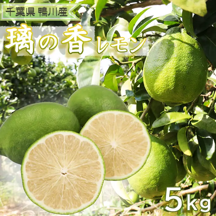 【鴨川の柑橘】まろやかな酸味とたっぷり果汁『璃の香レモン』５kg 《10月より発送開始》《数量限定》《先行予約》ちばエコ農産物 りのか リノカ 国産レモン 旬の柑橘 レモン 薄皮 草生栽培 低農薬 除草剤不使用 鴨川産 千葉県産 [安田園芸][0011-0085]